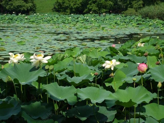 池 湖 睡莲 莲花 水 绿色