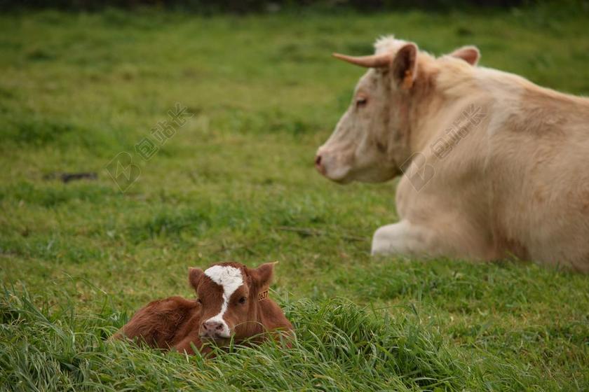 动物草地上的母牛和小牛背景图片