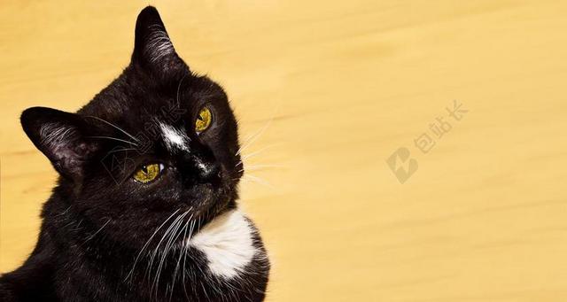 猫 宠物 回头看看 黑色 白 黄色 注意 好奇 主题