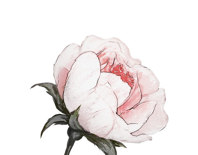 花朵树枝矢量素材
