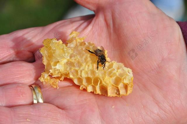 蜜蜂 蜂蜜 库姆斯 昆虫 手