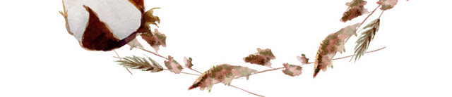棉花矢量素材