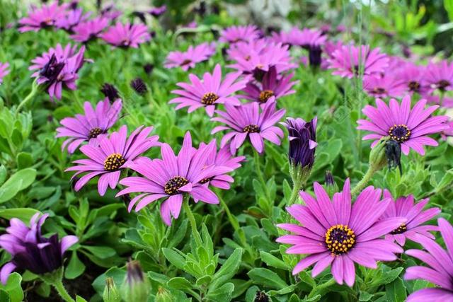 非洲雏菊 OSTEOSPERMUM 花园 春天 花 植物 紫色