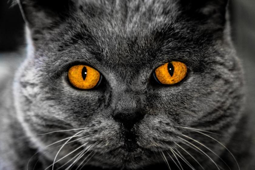 猫 眼睛 背景图像 催眠 头 灰色 橙 手表 关闭 很奇怪