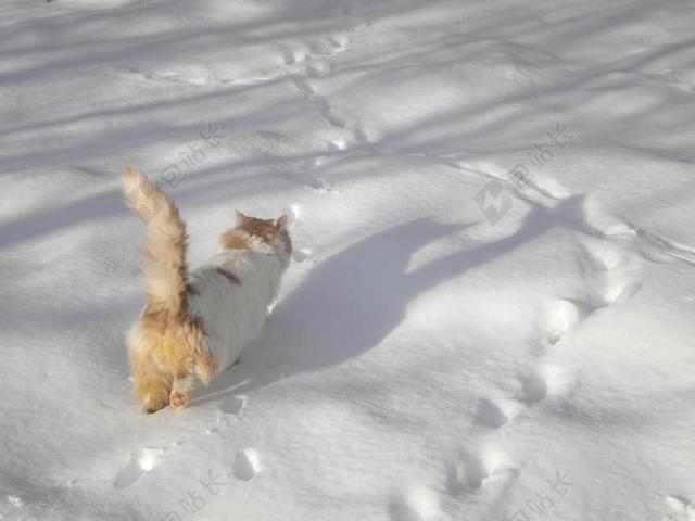 冬天高纬度地区可爱小猫咪在雪地里行走动物宠物背景图片