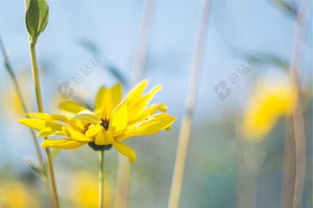 黄色 花 自然 春 植物 绿色 开花 夏天 花的 盛开