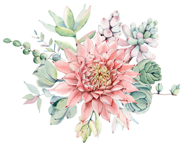 昙花素材