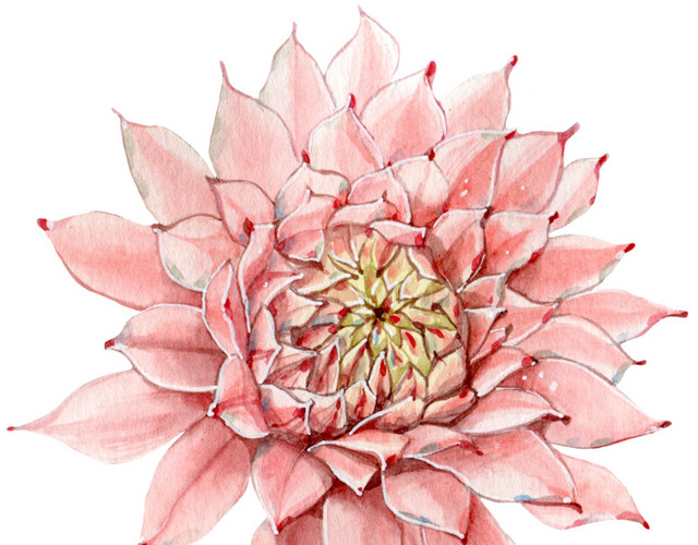 菊花素材