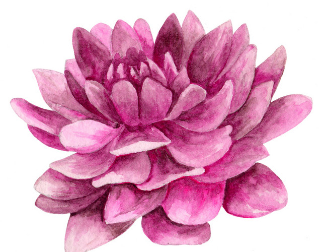 手绘牡丹花素材