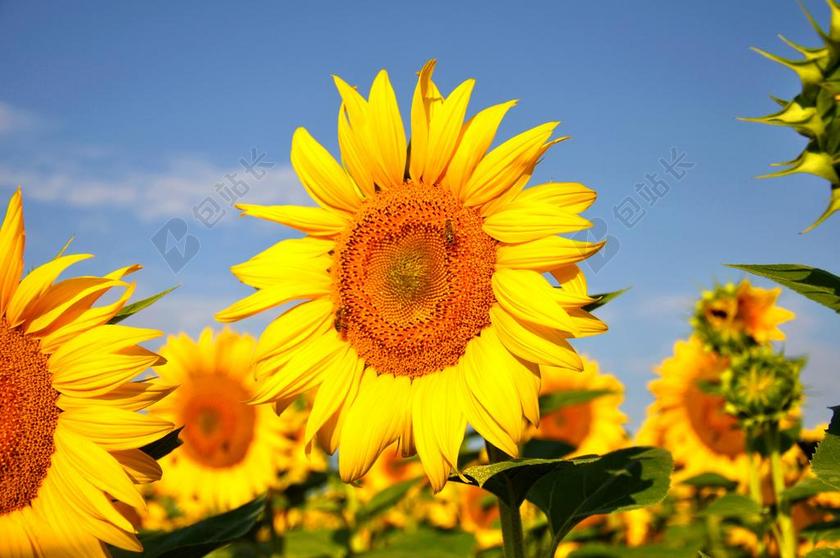 植物绿色美丽的向日葵面向太阳阳光照射自然背景图片