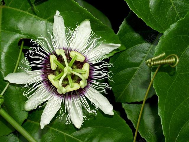 激情 花  热带 绿色 花瓣 叶 头 藤 授粉 喷发
