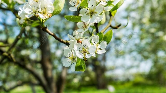 鲜花 树 苹果 棵梨树 春天 柠檬 性质 梅花 玉兰