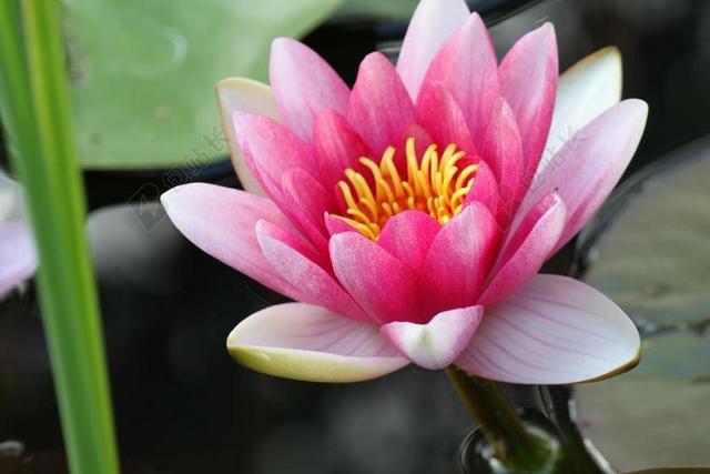水百合 粉红色 鲜花 花 花的 水华 开花 花瓣 水 植物