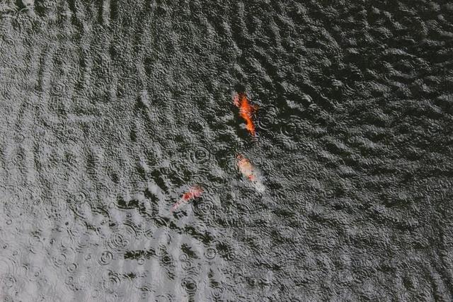 花式的鲤鱼。 鱼塘 雨 波的雨