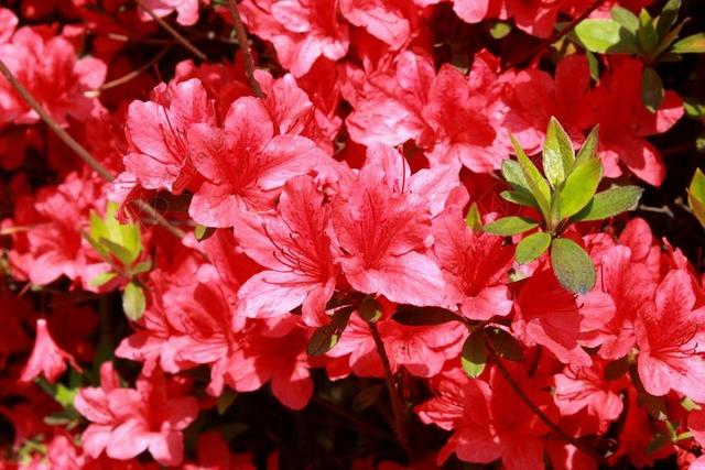 杜鹃花 鲜花 红色的花朵 大自然 HWASAHAM 春天 明亮