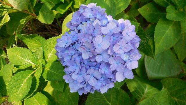 绣球 花 蓝色 春 花园 自然