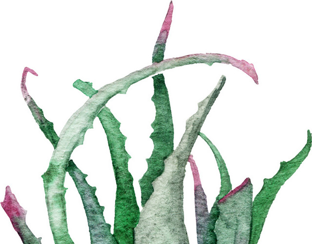水彩彩绘植物芦荟绘画素材