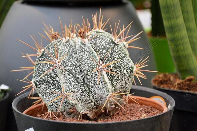 植物特写花盆中的仙人掌背景图片