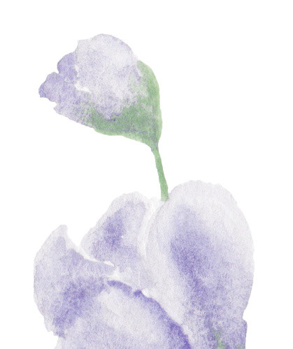 彩色水彩手绘植物花素材