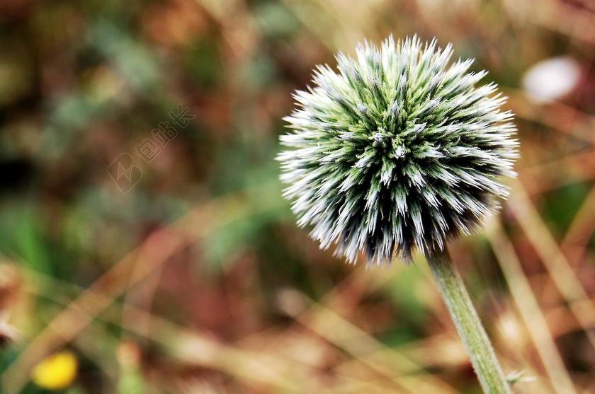 花 性质 宏 桌面壁纸 罕见的花 花园 背景 屏幕保护程序