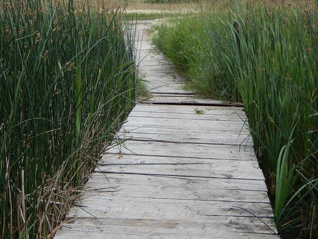 坞站 木材 路径 乡村 草 自然 木 景区 走道 码头