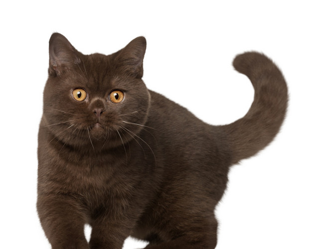 猫咪宠物素材