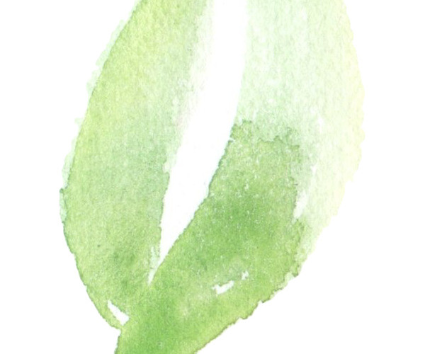 水彩绘画植物绿色叶子元素素材