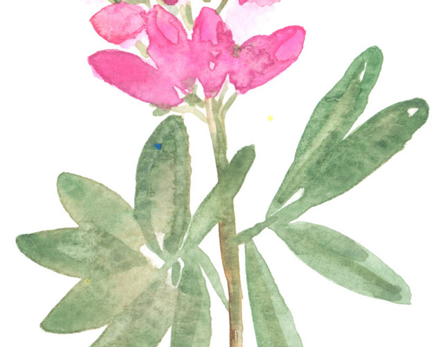 水彩绘画植物花朵元素素材