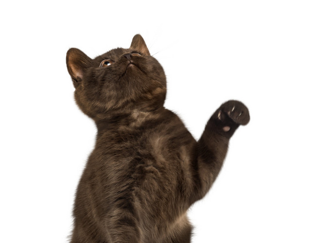 猫咪宠物素材