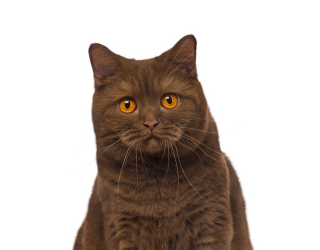 猫咪宠物素材