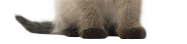 猫咪宠物素材