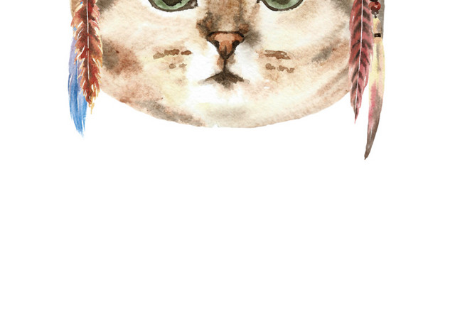 猫咪素材