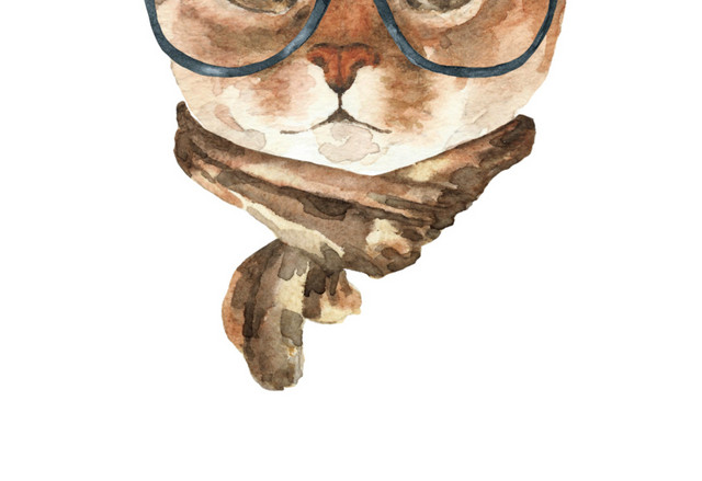 猫咪素材