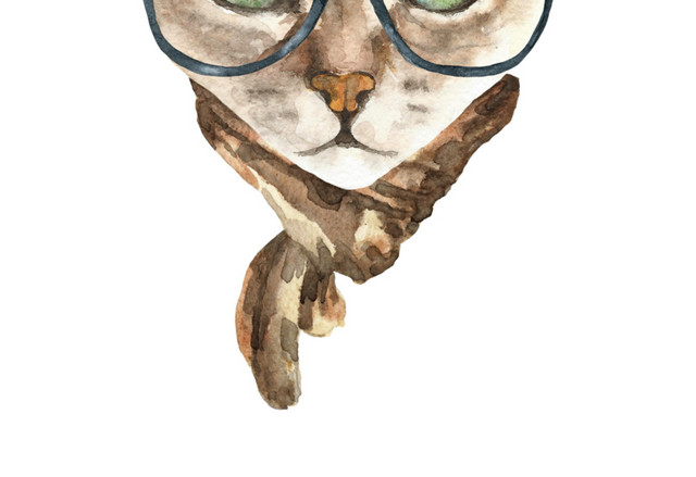 猫咪素材
