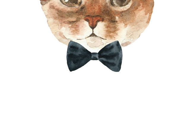 猫咪素材