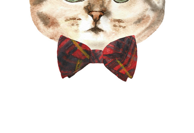 猫咪素材