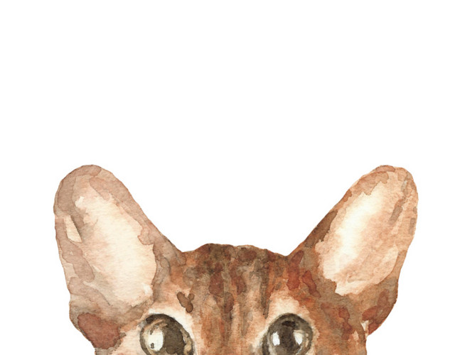 猫咪素材