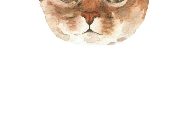 猫咪素材