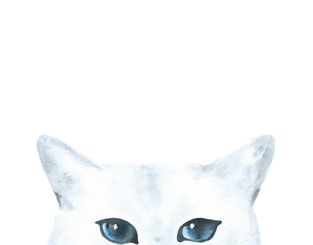 猫咪素材