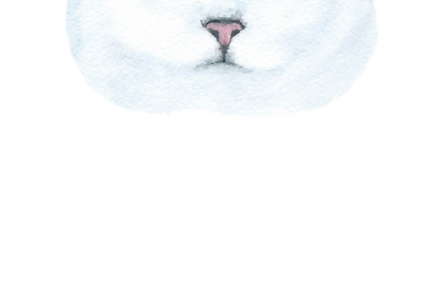 猫咪素材