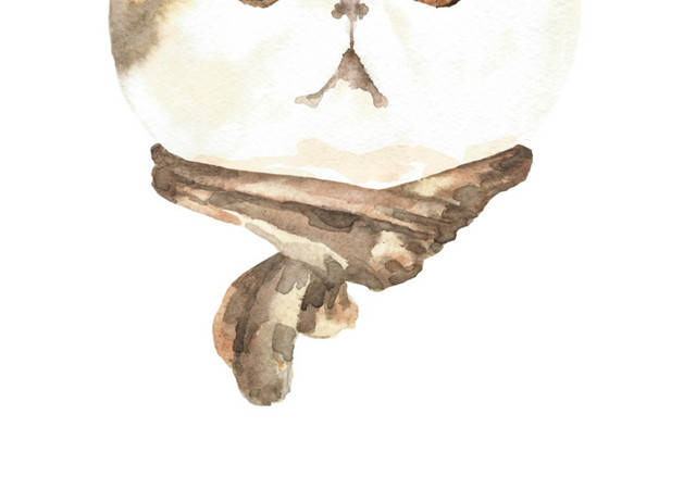 猫咪素材