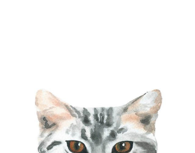 猫咪素材