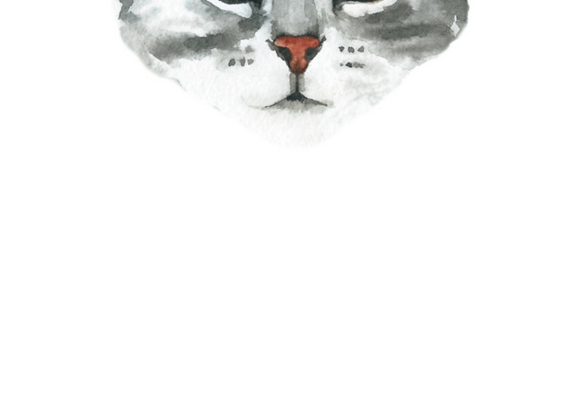 猫咪素材