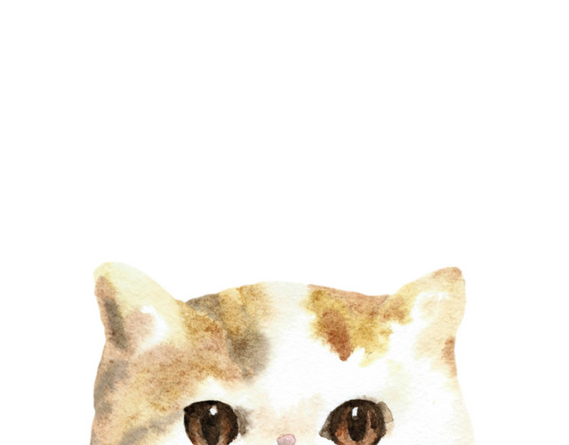 猫咪素材