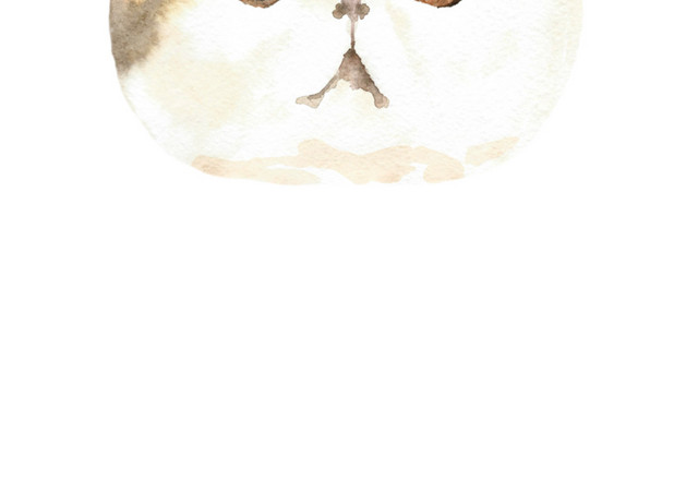 猫咪素材