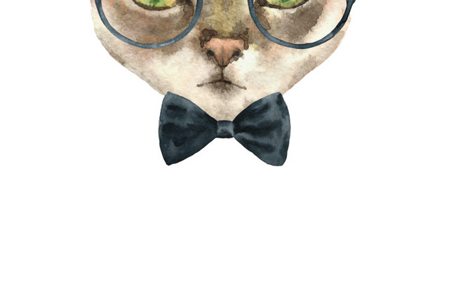 猫咪素材
