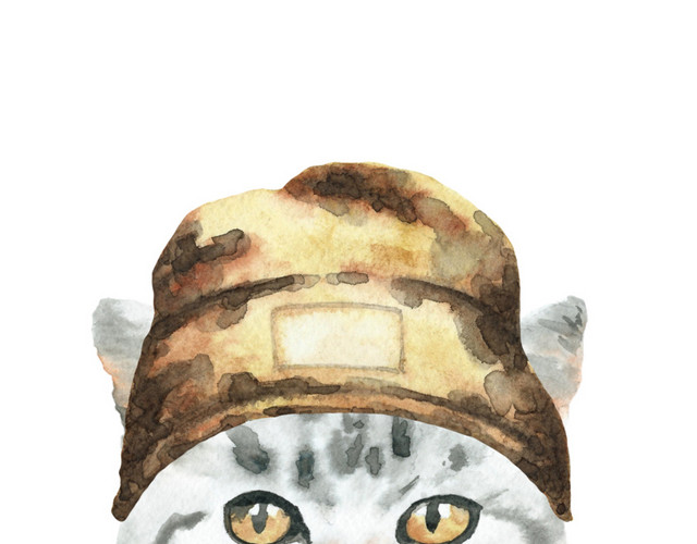 猫咪素材