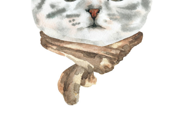 猫咪素材