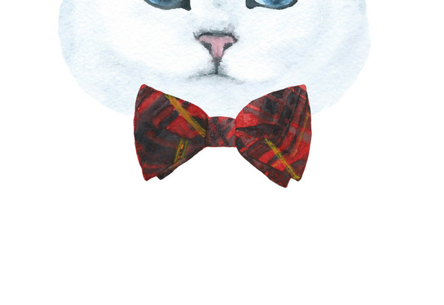 猫咪素材