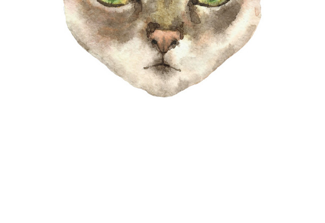 猫咪素材